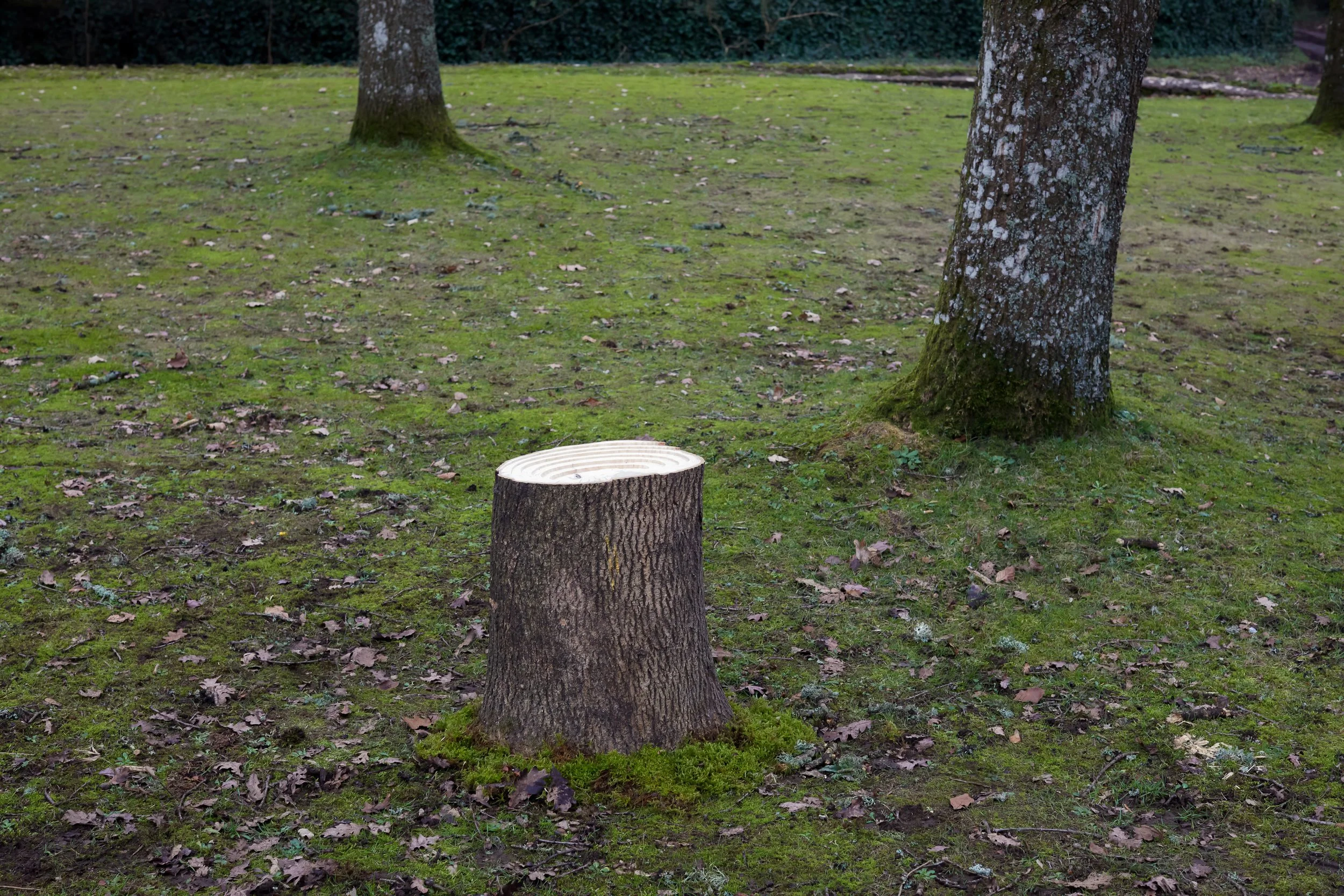 Log Stool — George Richardson Studio